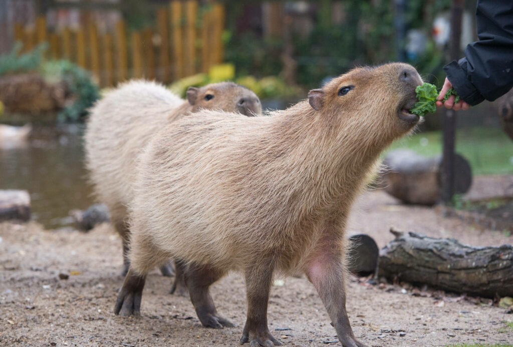 Capybara eating lettuce in natural outdoor setting with another capybara calm and photorealistic Wallpaper