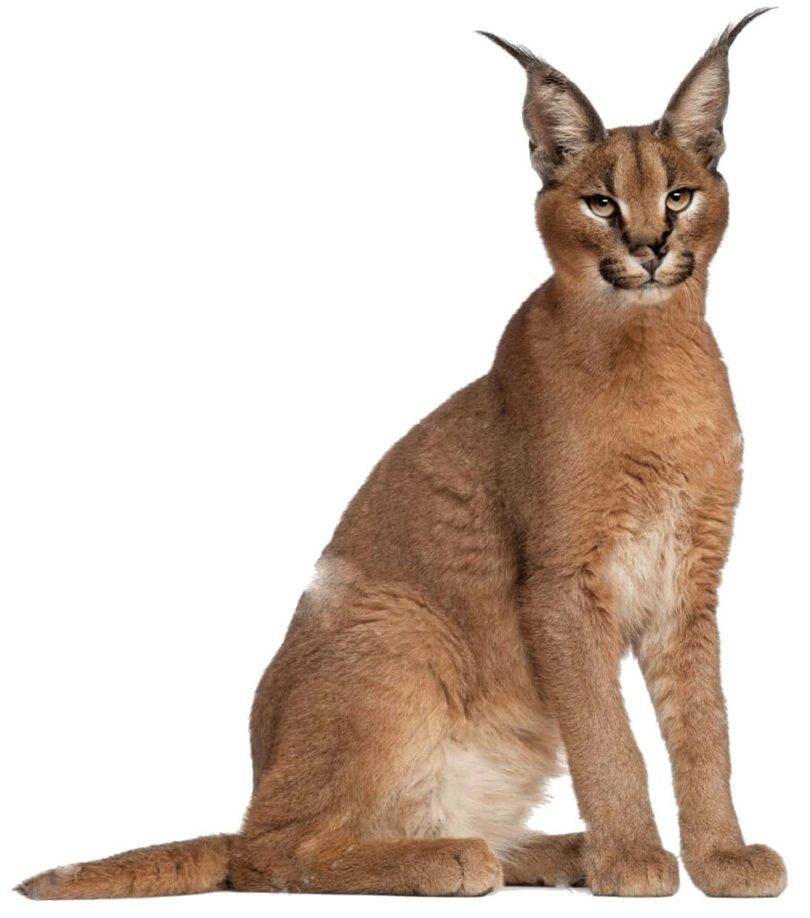 Photorealistic Caracal cat portrait with tawny fur black tufted ears and piercing gaze wallpaper