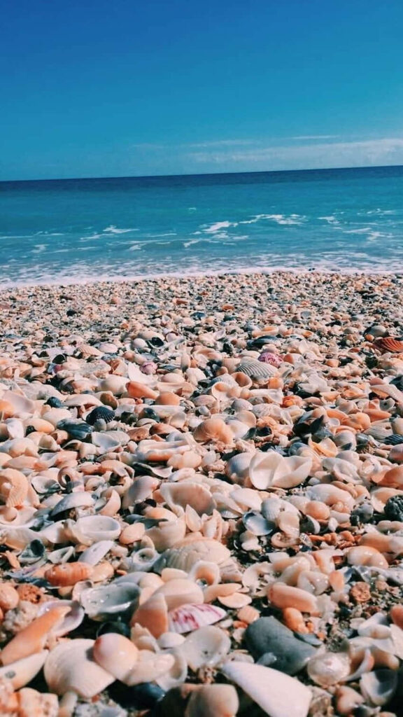 Stunning Beach Wallpaper: Seashells on Sandy Shore & Blue Sky