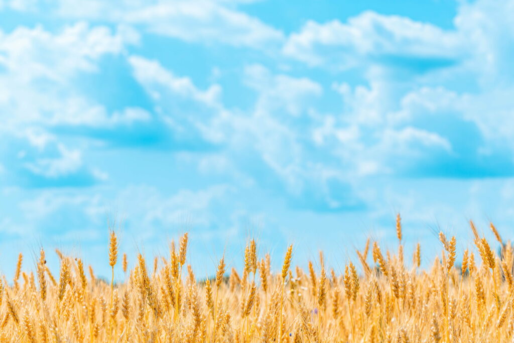Serene Golden Wheat Field HD Wallpaper with Blue Sky & Clouds