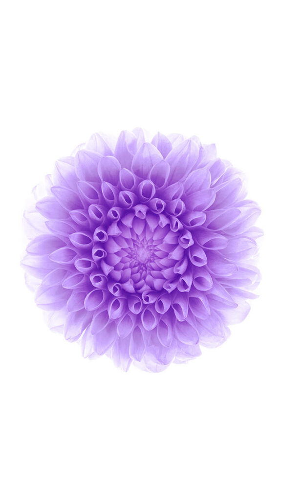 Blooming Asymmetry: Lilac Blossom Gracefully Unfolding on IOS 8 White Background Wallpaper