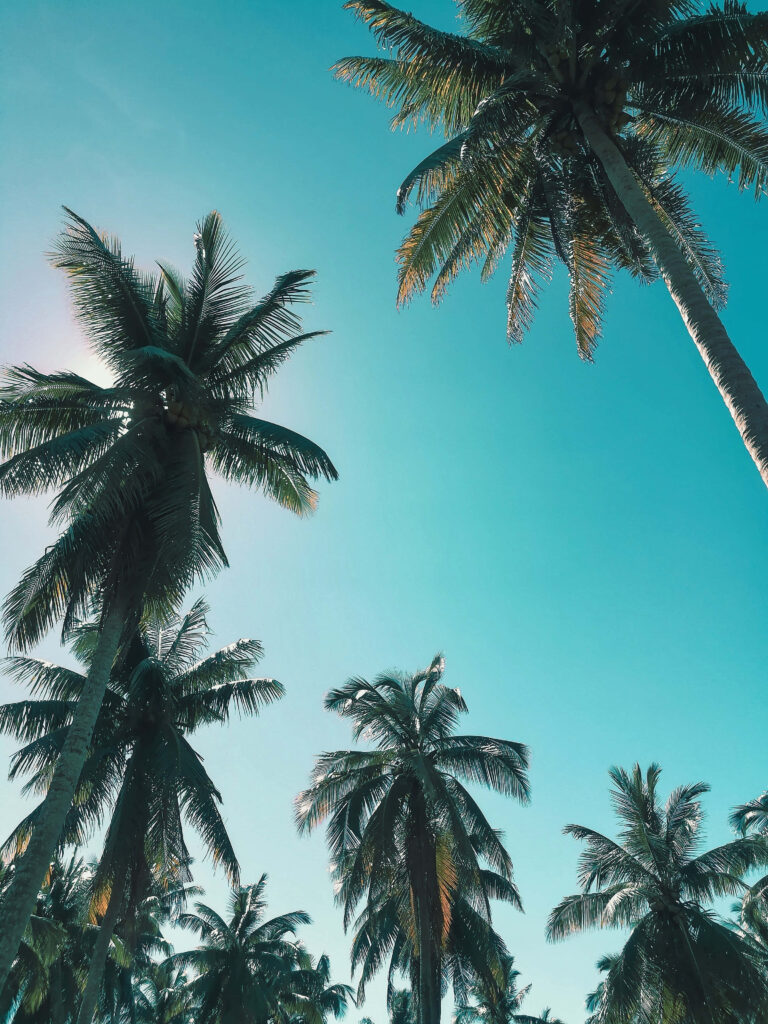 Tranquil Tropical Wallpaper: Palm Trees & Turquoise Sky Background