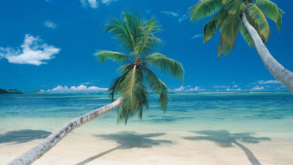 Tropical Beach Wallpaper: Serenity with Clear Waters & Palm Trees
