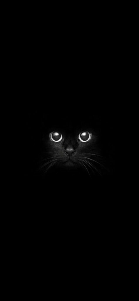 Enchanting Glimpse: Adorable Black Cat Captivated by Darkness Wallpaper