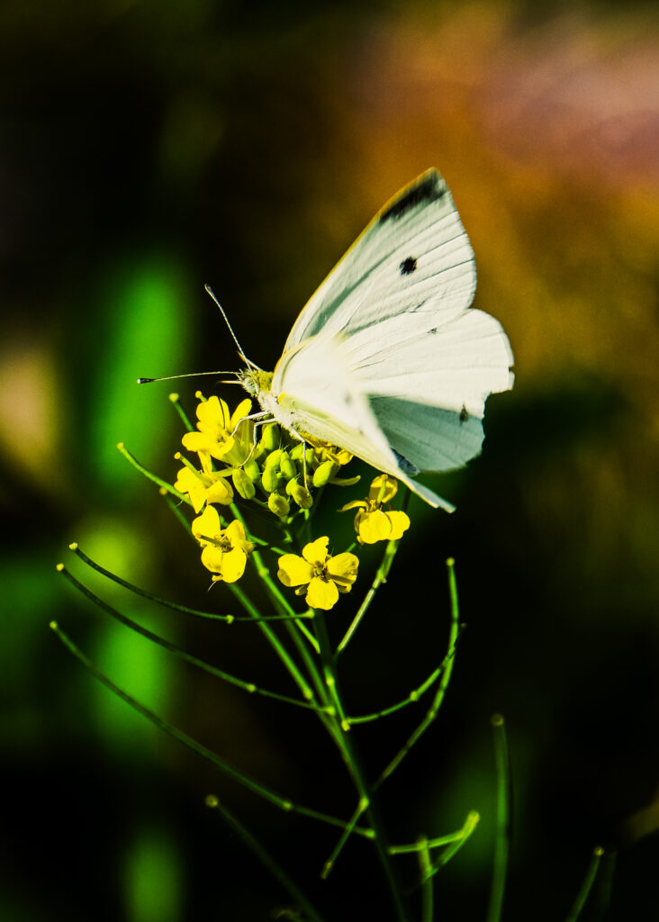 Macro Shot of Pieris Rapae Butterfly on Yellow Flower Wallpaper