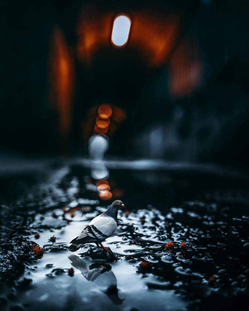 Pigeon in Shallow Puddle: Moody Blurred Background Wallpaper