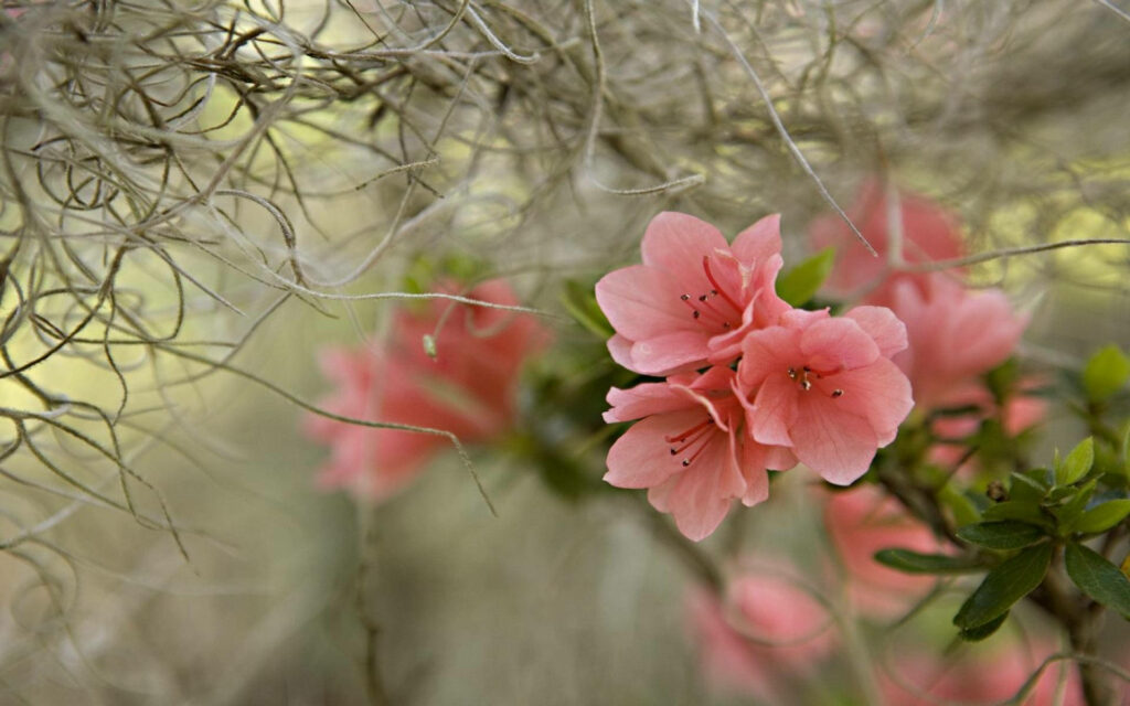 Stunning Pink Azalea Wallpaper: Springtime Beauty and Branches