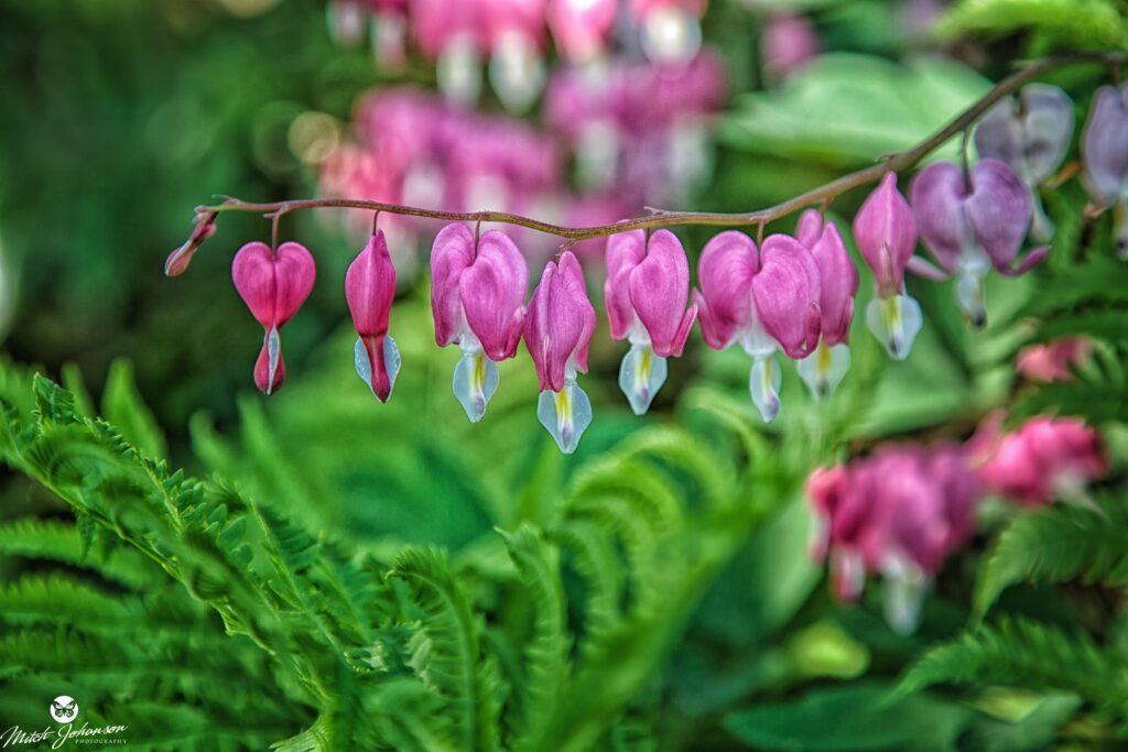 Close up of pink bleeding heart flowers with vibrant green ferns in soft focus wallpaper background