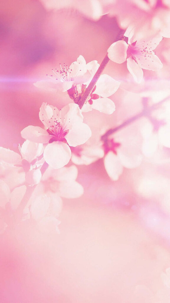Pink Petals: Floral Wallpaper for Your Phone's Springtime Style