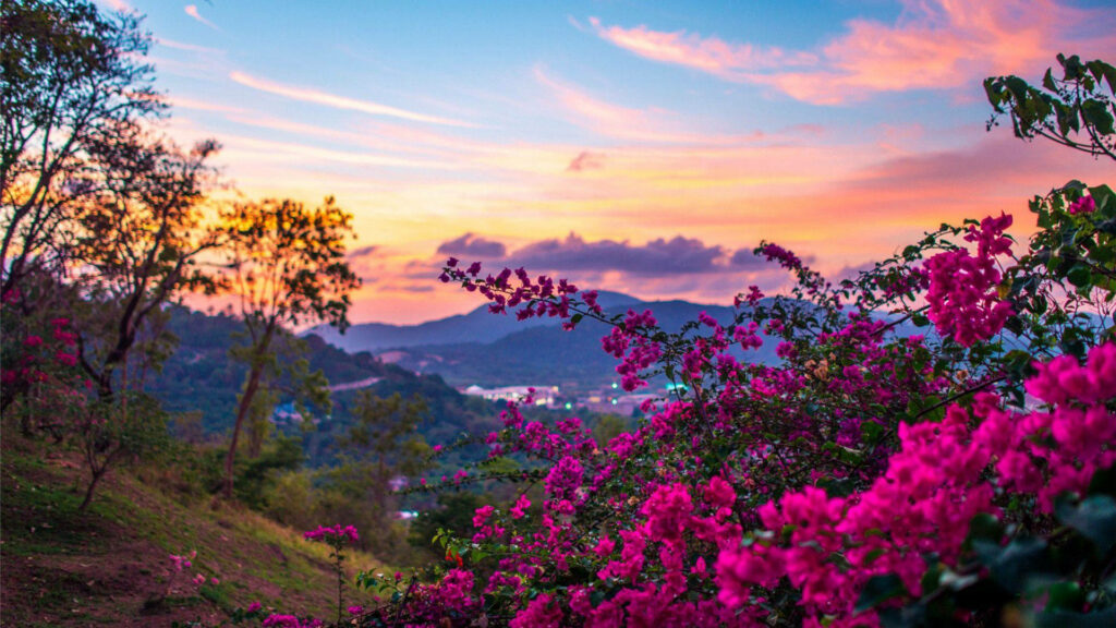 Splendid Pink Blossoms Adorning a Lush Hilltop: Captivating HD Computer Background Wallpaper