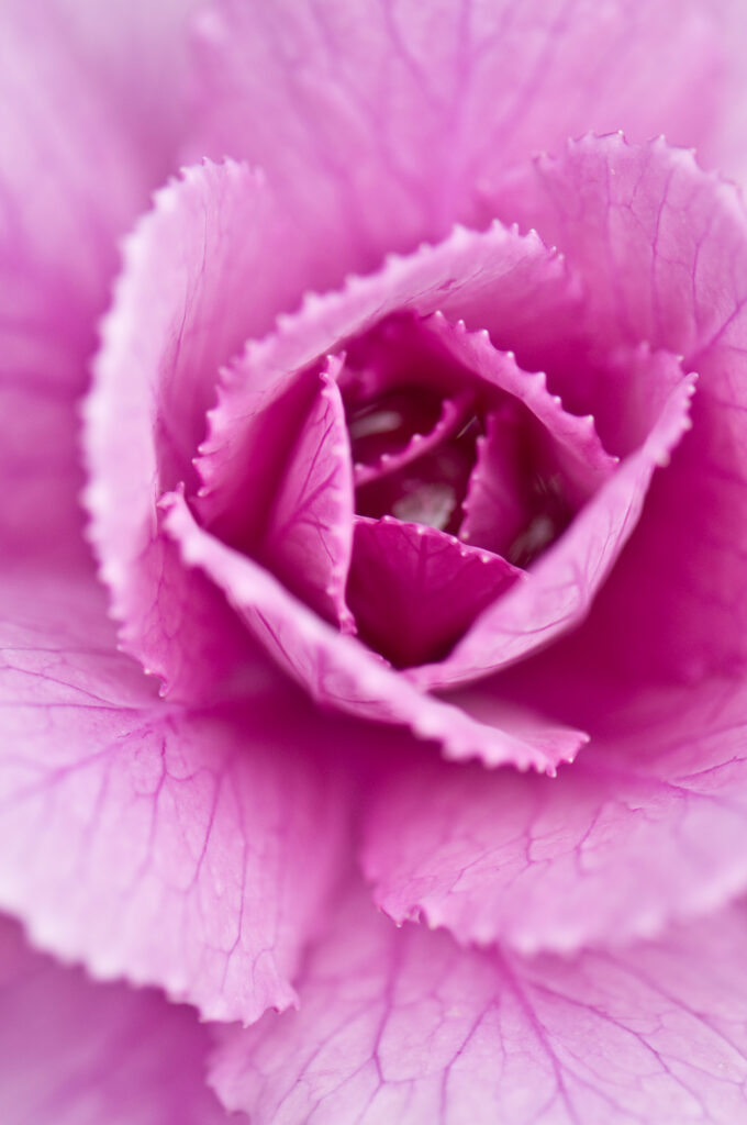 Vibrant Pink Cabbage Petals Macro Wallpaper Background