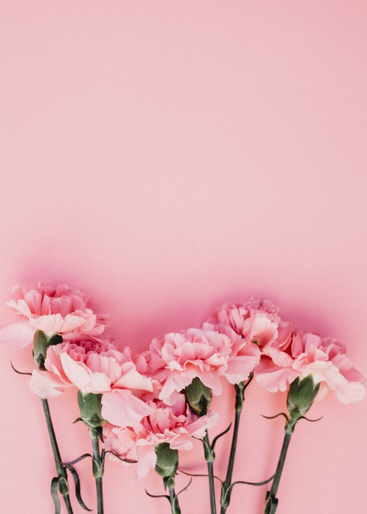 Soft Pink Carnations Wallpaper: Romantic Floral Background