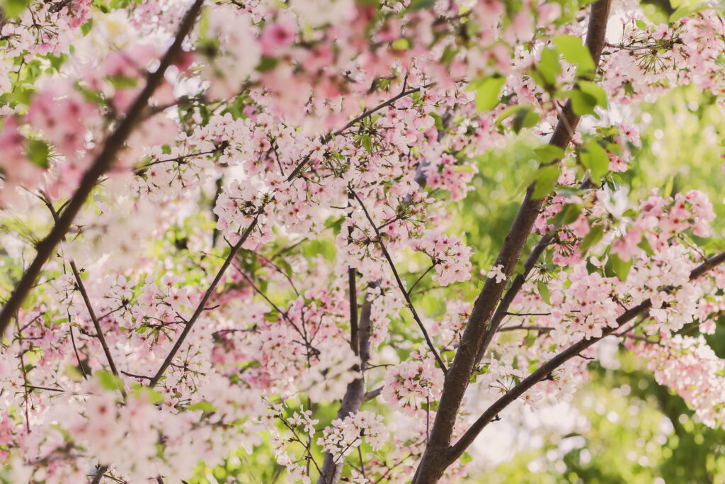 Whispers of Spring: Captivating Macro Floral Photography in High Definition Wallpaper