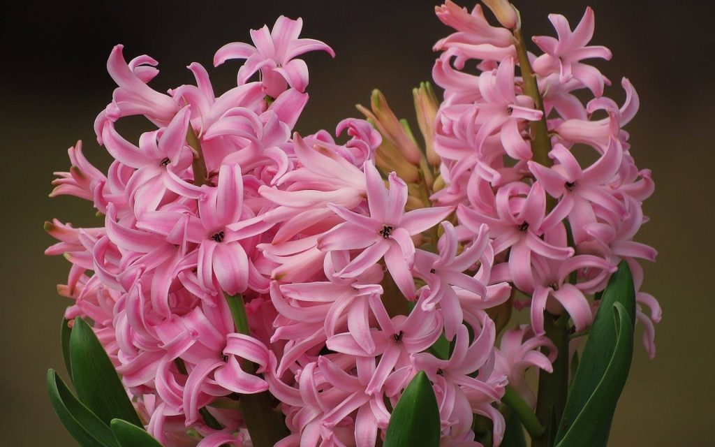 Close up of vibrant pink festival hyacinth flowers with star-shaped florets on soft background Wallpaper