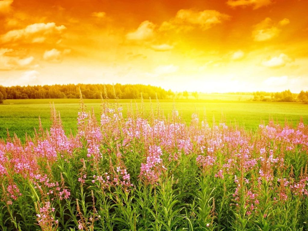 Sunset over vibrant pink fireweed meadow stretching toward dense forest horizon outdoors Wallpaper