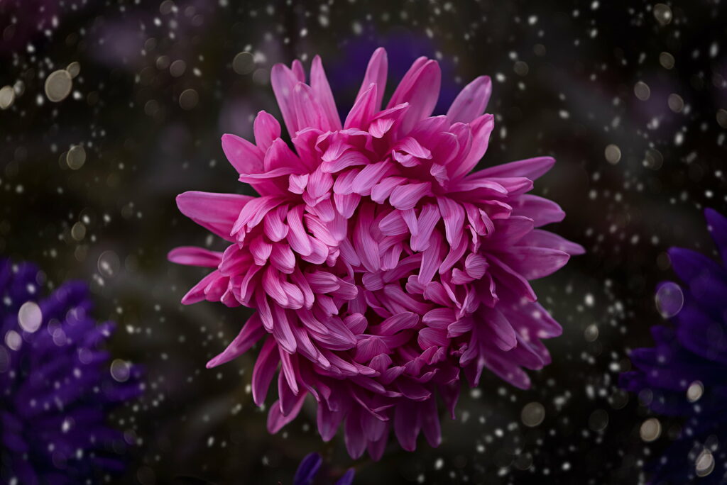 Enchanting Pink Blooms: Captivating Floral Bokeh HD Wallpaper