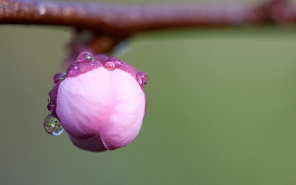 Pink Flower Bud with Water Droplets - Soft Green Wallpaper Background