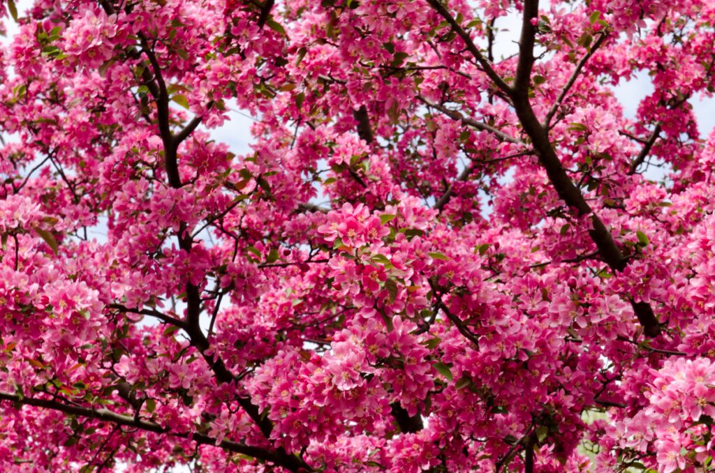 Vibrant wallpaper with pink flowers blooming on intertwined branches capturing spring beauty