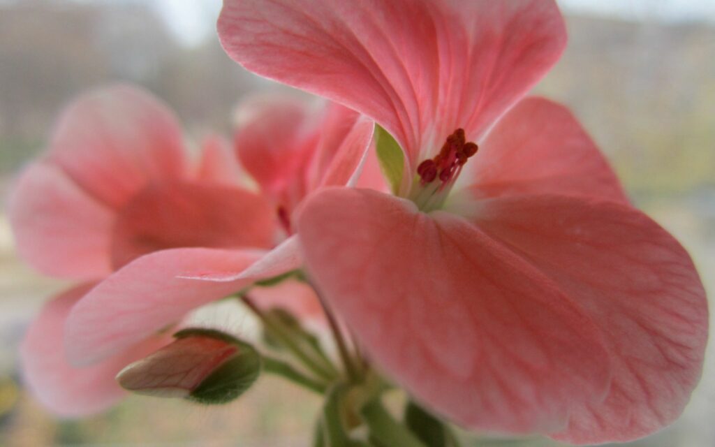 Vibrant Pink Flower Close-Up: Stunning Wallpaper Background