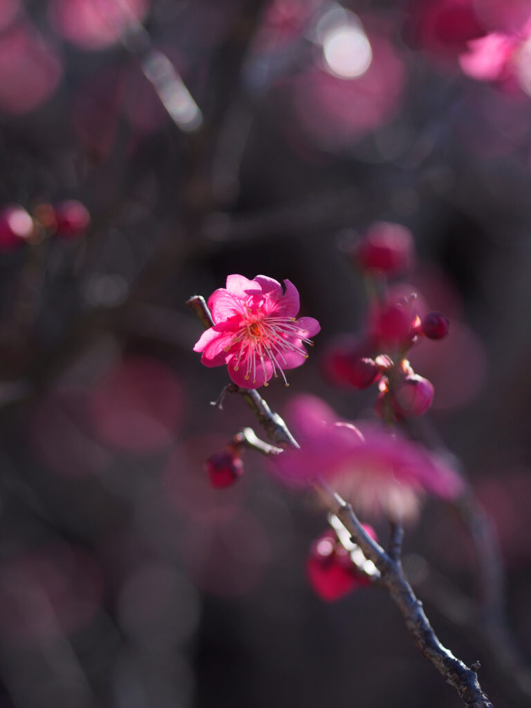 Close-Up Pink Flower in Bloom: Delicate Spring Beauty Wallpaper
