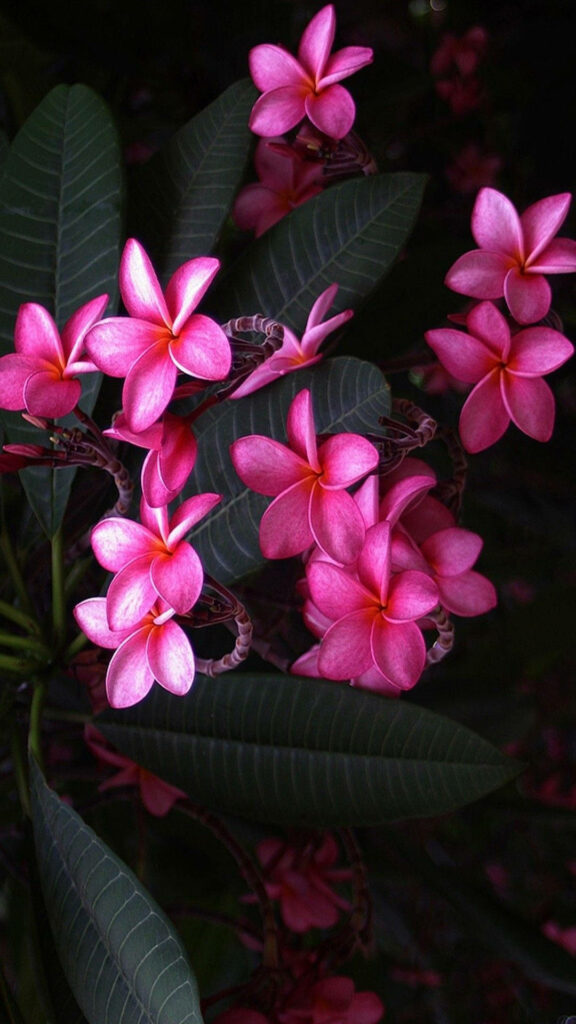 Pink Frangipani Forest Blossoms: Captivating and Adorable Floral Delight Wallpaper