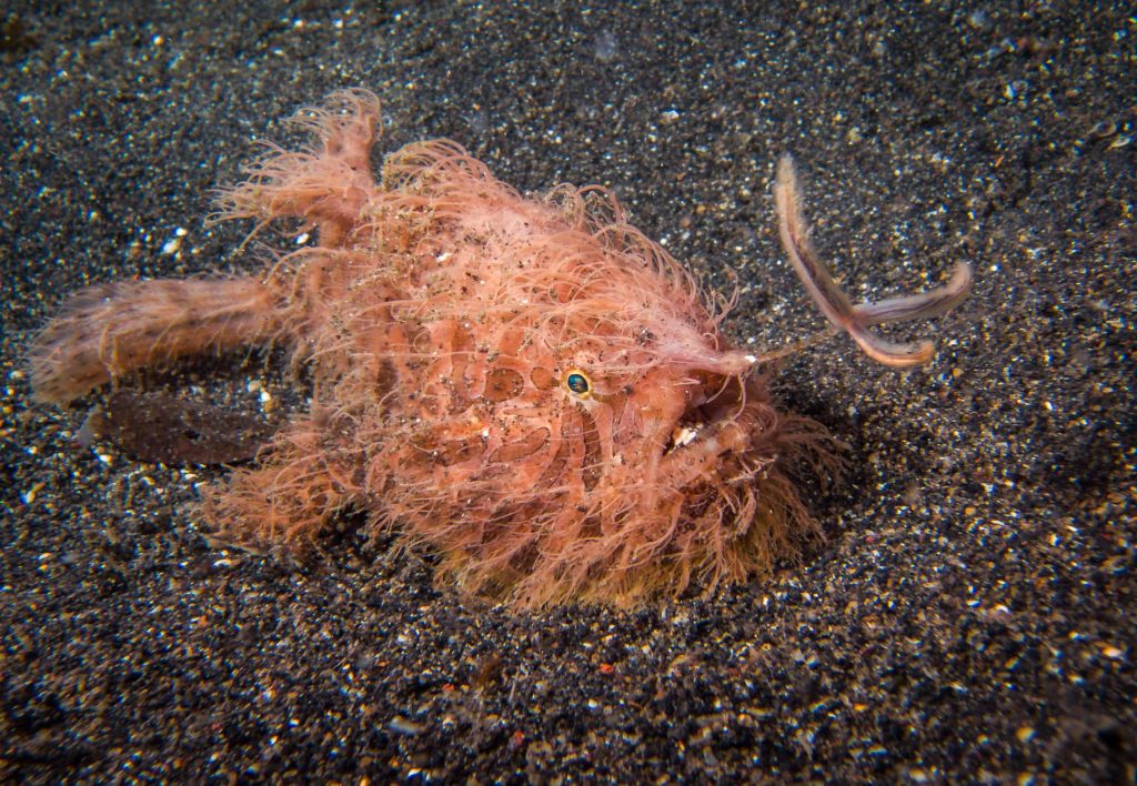 Macro shot of bright pink Hairy Frogfish camouflaged on volcanic black sand seabed underwater Wallpaper
