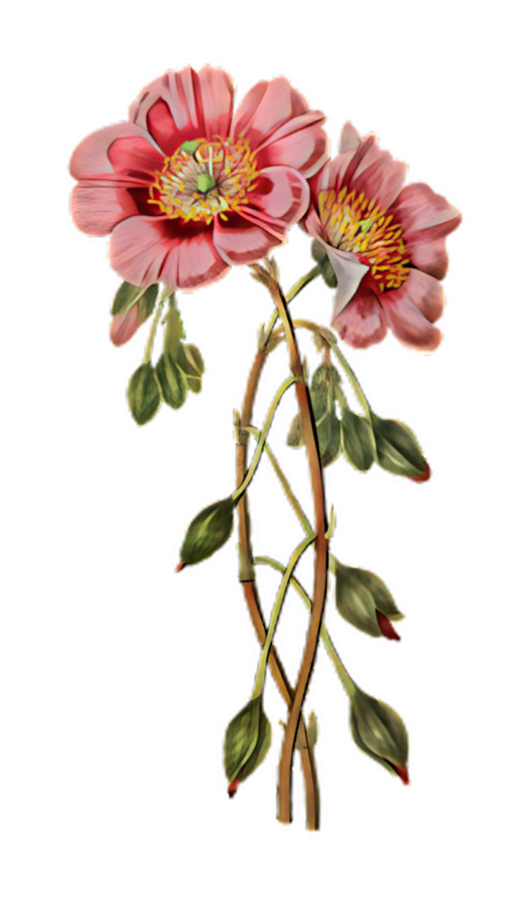 Botanical Pink Hellebore Wallpaper - Vibrant Floral PNG Art
