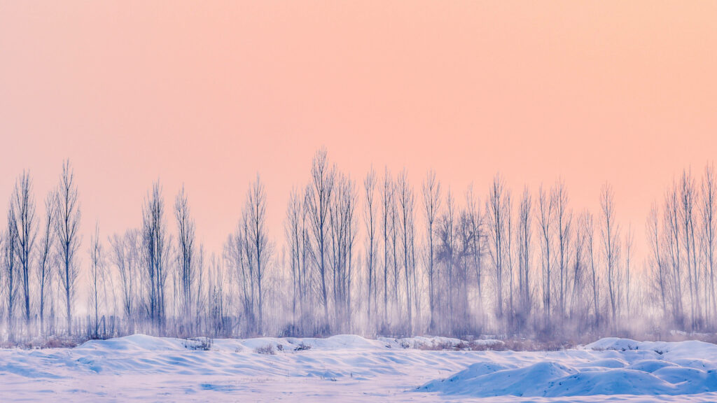 The Enchanting Winter Scene: Barren Trees and a Serene Solid Pastel Pink Sky Wallpaper