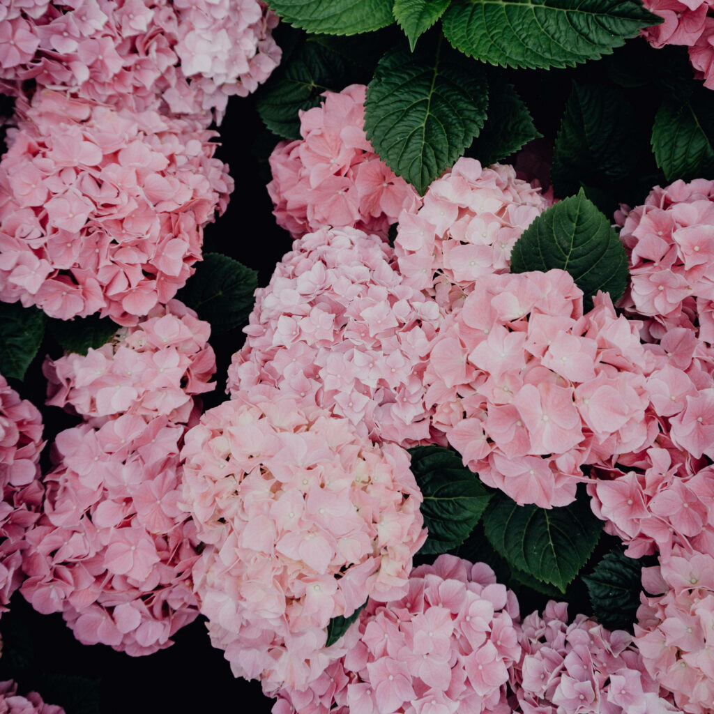 Elegant Pink Hydrangea Flowers on Lush Green Background Wallpaper