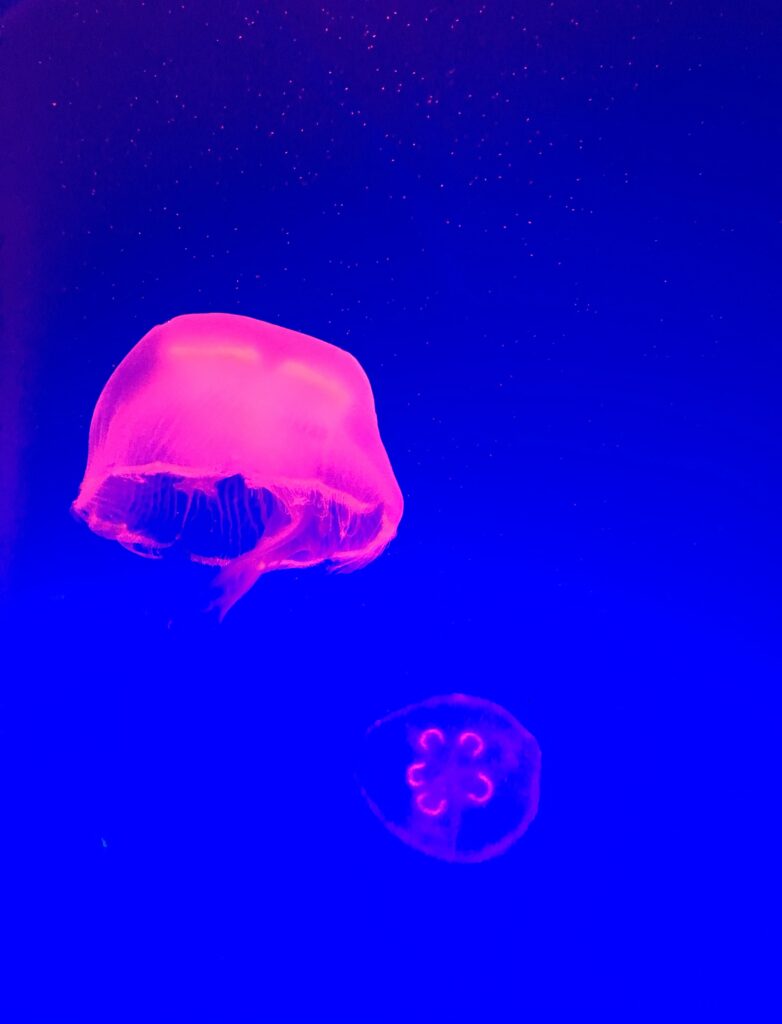 Pink Jellyfish Floating in Deep Blue Ocean - Serene Wallpaper