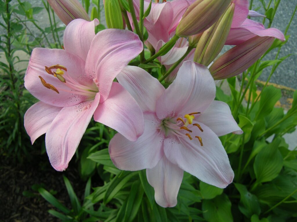 Stunning Pink Lilies Wallpaper: Nature's Touch for Your Space