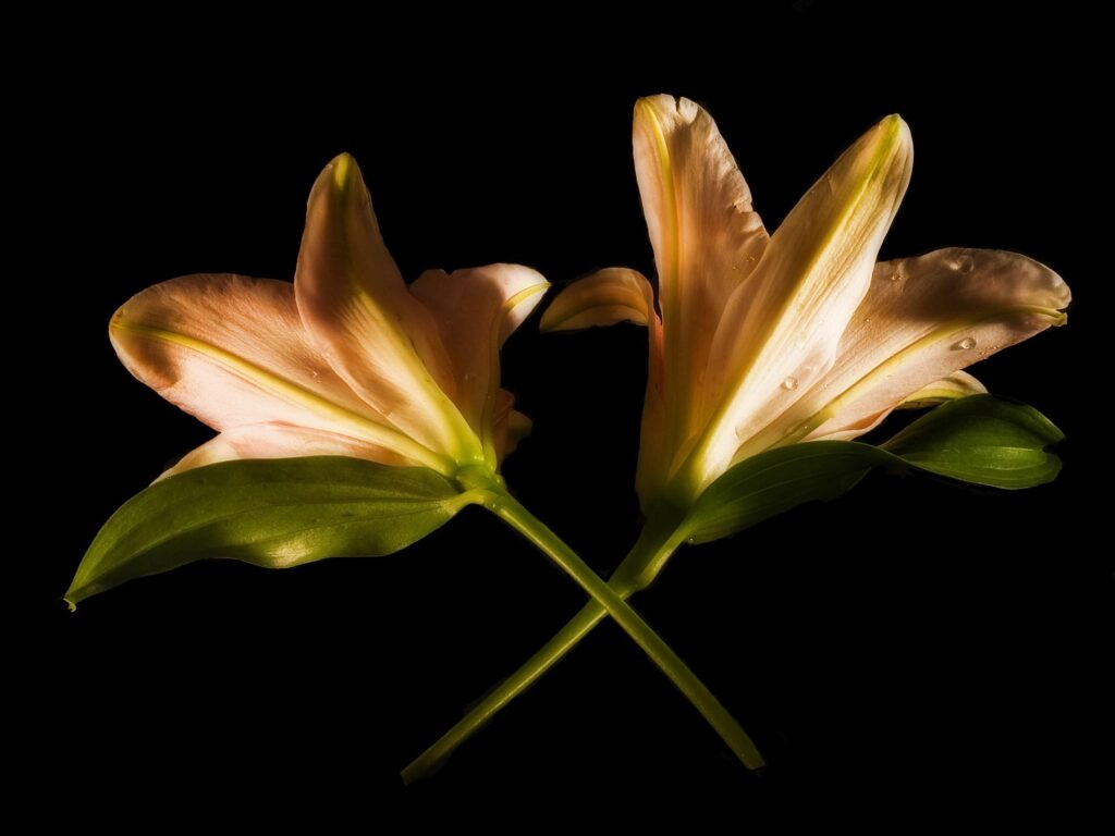 Elegant Pink Lilies with Dew on Black Background Wallpaper