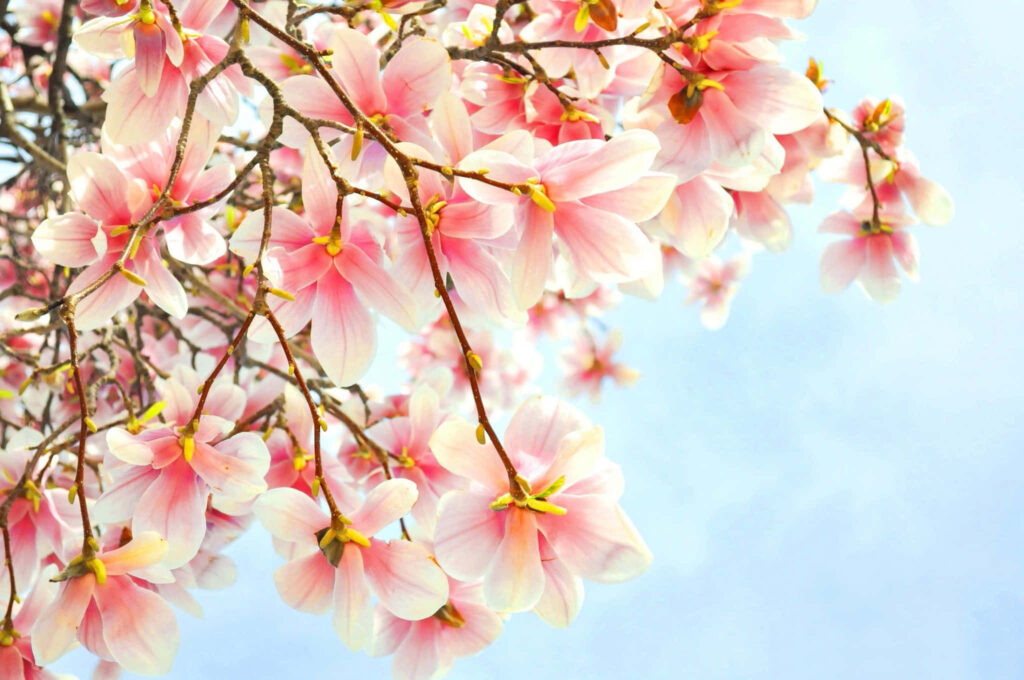 Serene Pink Magnolia Blossoms Wallpaper Against Blue Sky Background