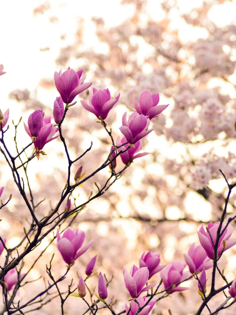 Radiant Pink Magnolia Flowers Against Soft Background - Spring Beauty Wallpaper