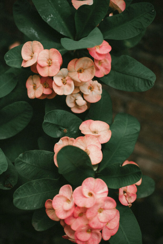 Pink Floral Majesty: Refreshing Android Wallpaper adorned with Crown-of-Thorns Blooms and Lush Green Foliage