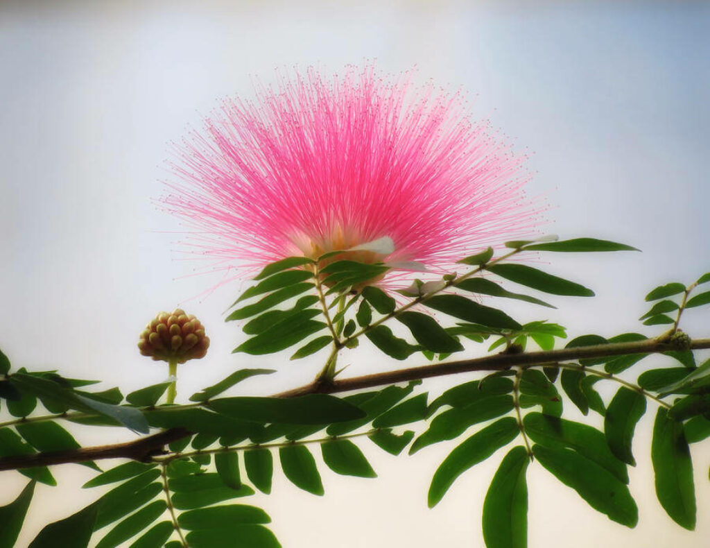 Pink Mimosa Puff Flower Wallpaper: Vibrant Botanical Serenity