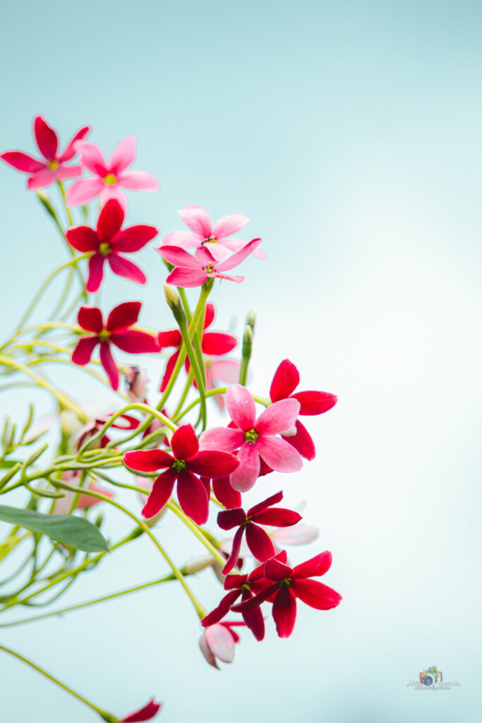 Angelic Moonlit Blossom: A Pink Delightful Phone Wallpaper  featuring a Single Flower in HD