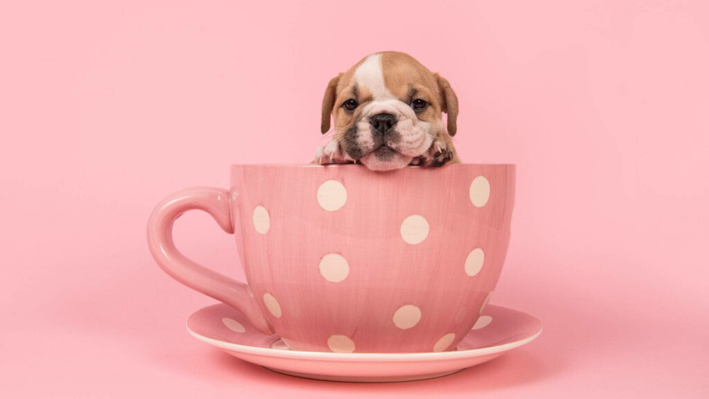 Precious Puppy Poses in Pretty Pink Teacup among Polka Dot Delight Wallpaper