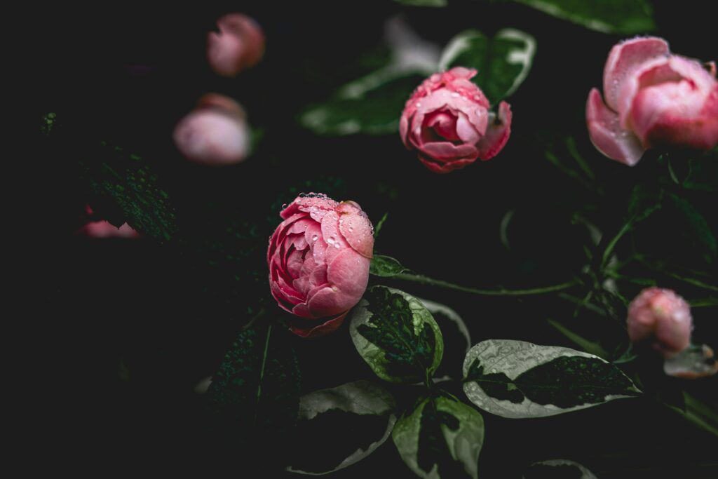 Elegant Pink Peonies with Dew on Dark Background - Stunning Wallpaper