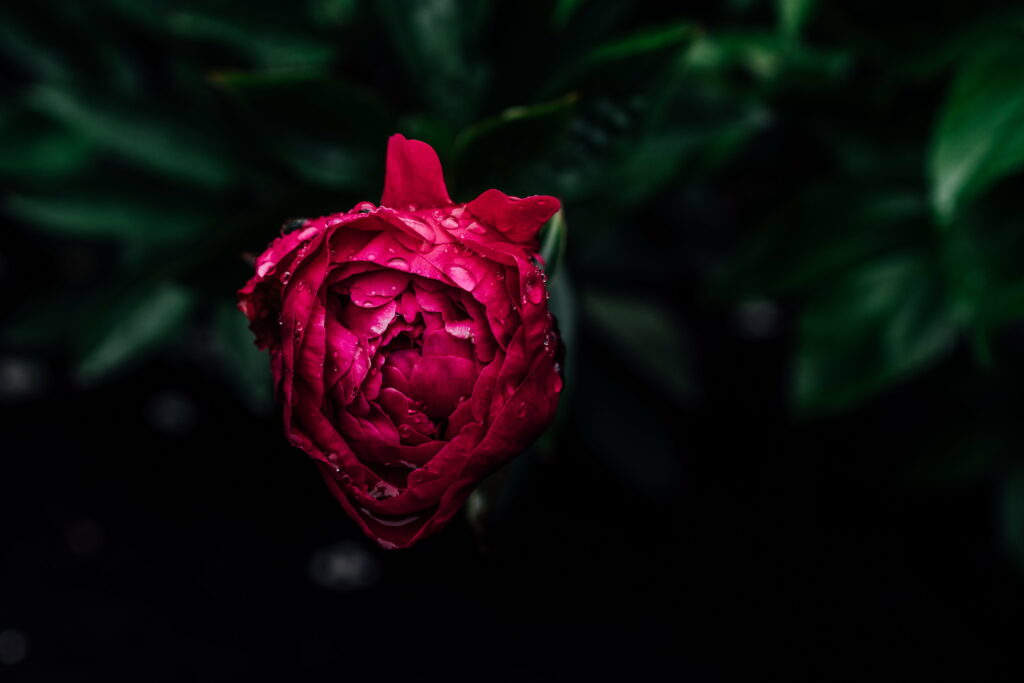 Dew-kissed Pink Peony Bud: Vibrant Drops on a Wet 5K Wallpaper Background