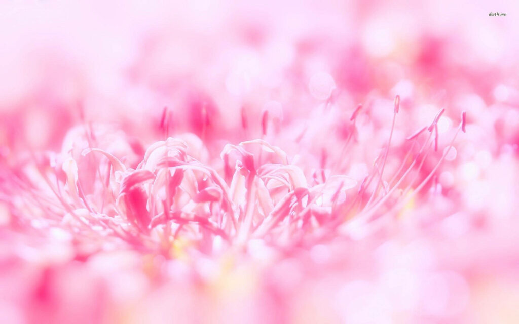 Close-up of pink spider lily with soft pastel petals and curling stamens in bright bokeh background Wallpaper