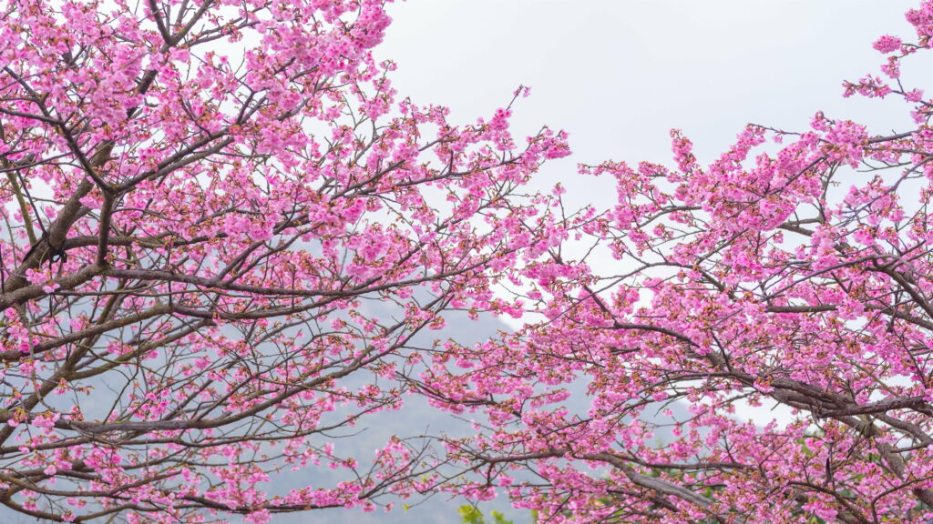 Pink Petals Embellish a Springtime Sakura Tree: A Captivating Cherry Blossom Display in HD Wallpaper
