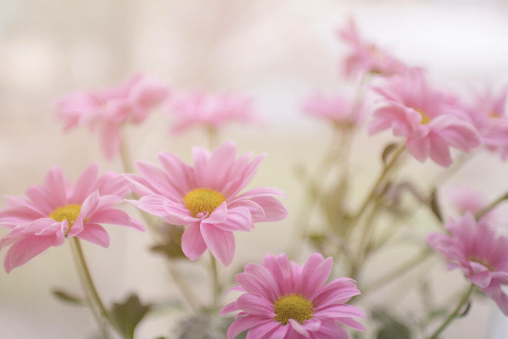 Delicate Beauty: A Captivating Pink Daisy in an Aesthetic Floral Setting Wallpaper