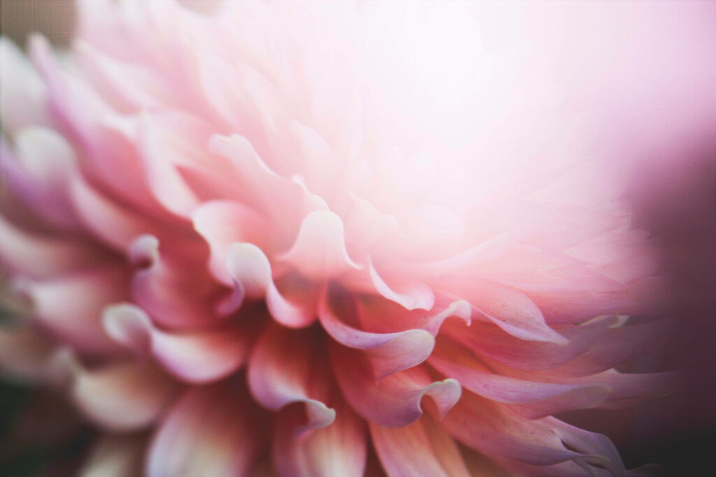 Aesthetically Pleasing Floral Delight: Background Snapshot of a Pink-Petaled Blossom Wallpaper