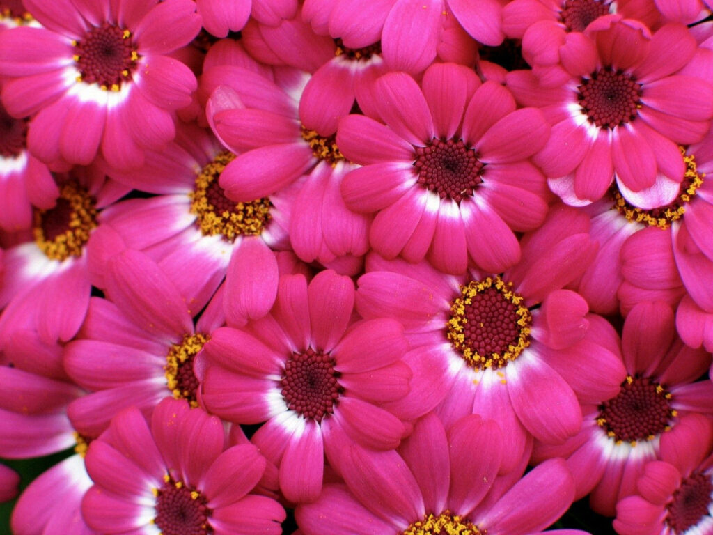 The Blossoming Beauty: Delicate Pink Petals Dancing on an Inky Canvas Wallpaper