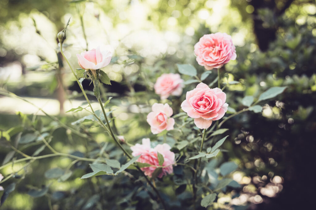 Close-Up Pink Roses with Green Leaves - Serene Floral Wallpaper