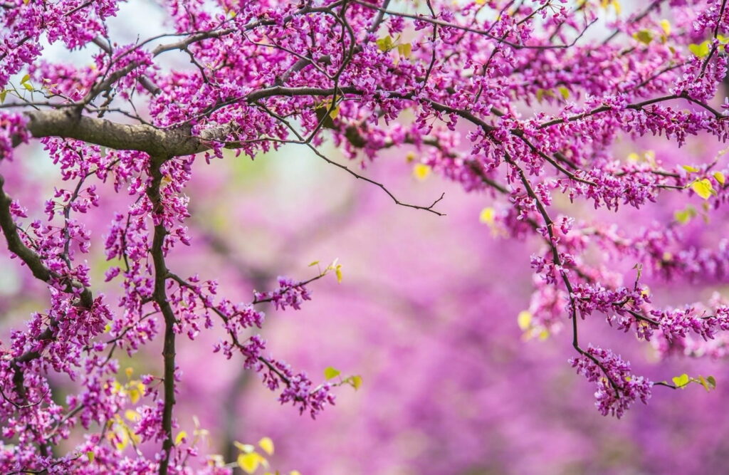 Sakura Serenity: Captivating Spring Blossoms in a Pink Cherry Tree - HD Wallpaper
