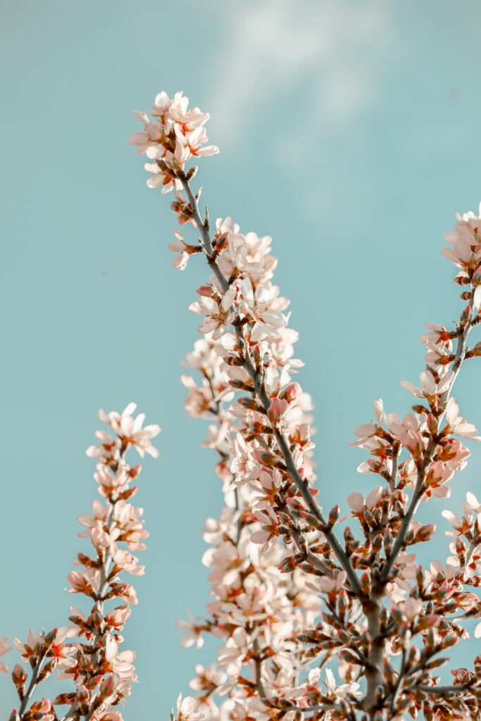 Picturesque Pink Blossoms: A High-Definition Phone Wallpaper Capturing Sakura Branches in Full Bloom