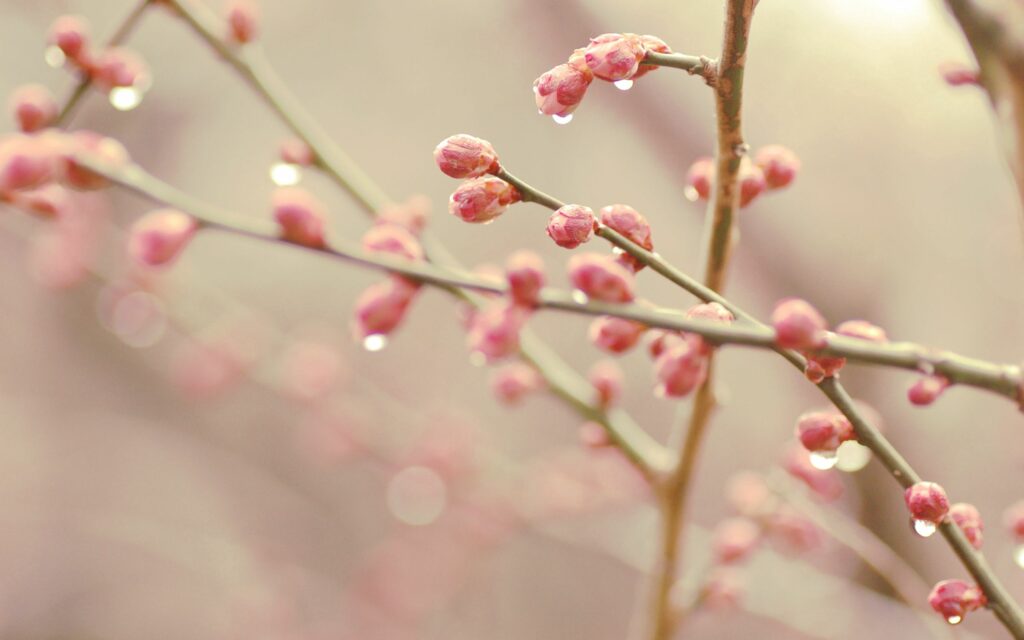 Serene Pink Bud Wallpaper: Fresh Spring Vibes with Water Droplets