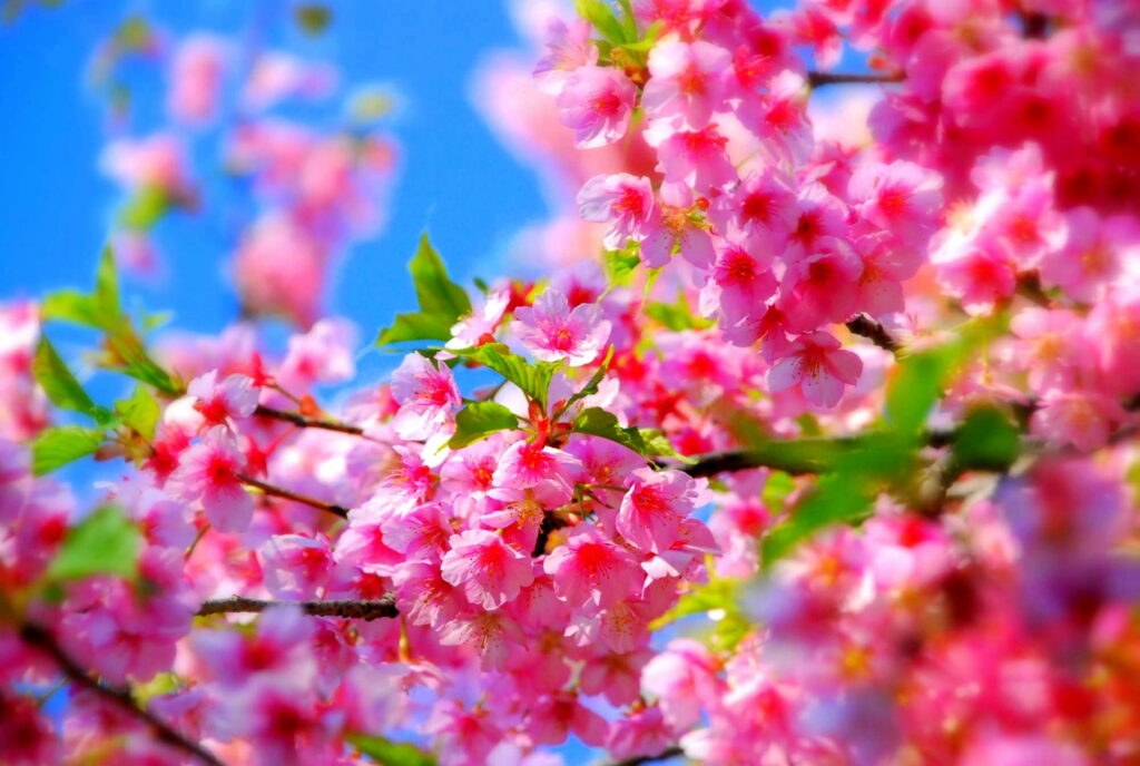 Blooming Sakura Delight: Captivating Pink Spring in Japan - HD Wallpaper